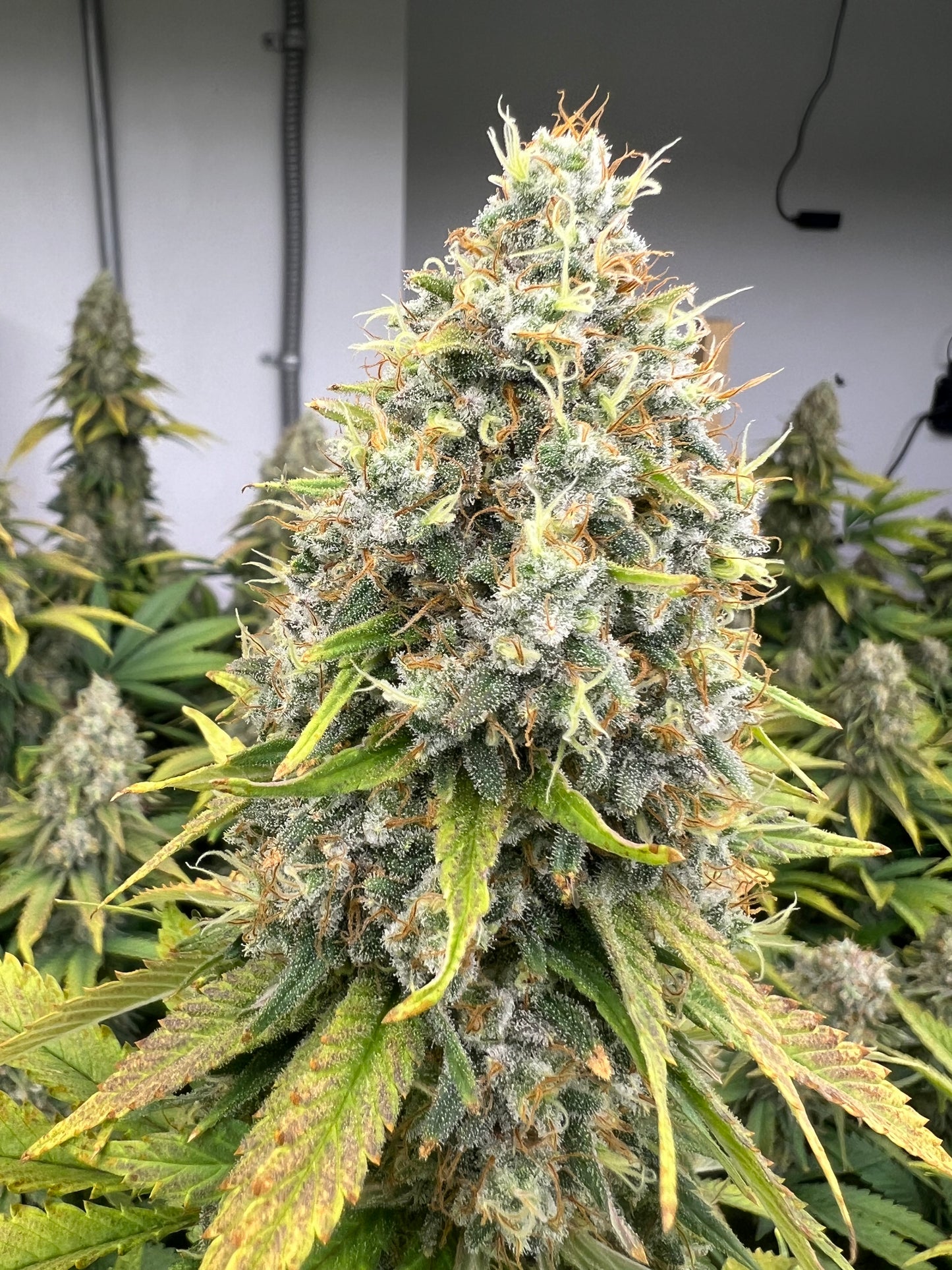 Cherry SMACK