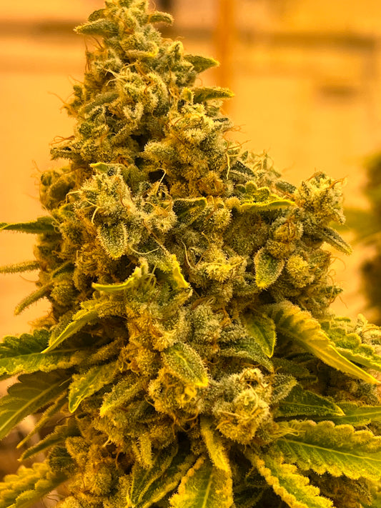 Cherry SMACK